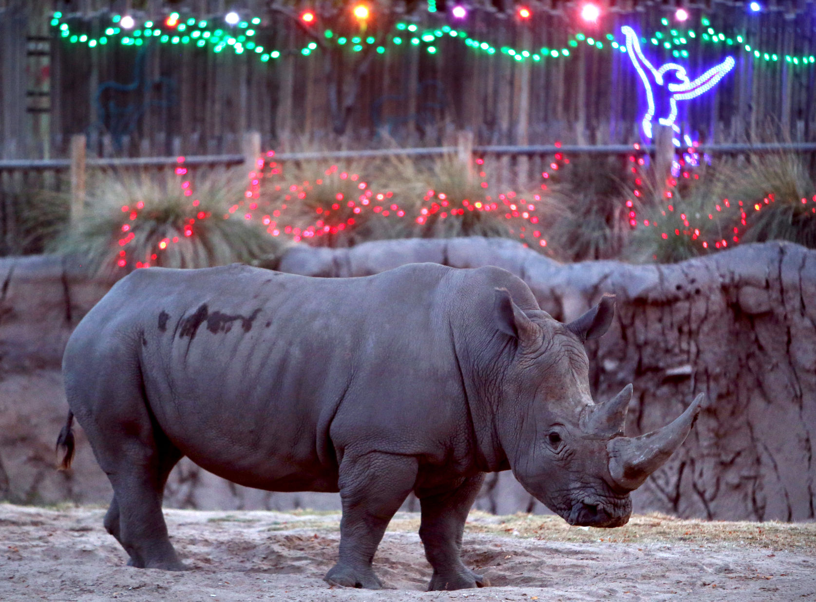 Zoo Lights